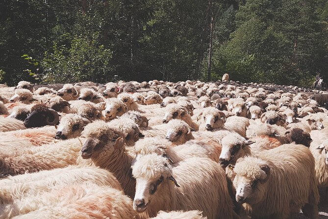 10-Day Private Tour of Romania with Pick Up - Key highlights you will actually feel
