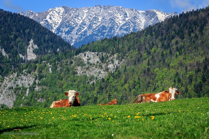 3-Day Tour from Bucharest: Transylvania Villages and Medieval Towns - Bran Castle (Dracula’s Castle): Big Myth Energy, Guided Context Helps