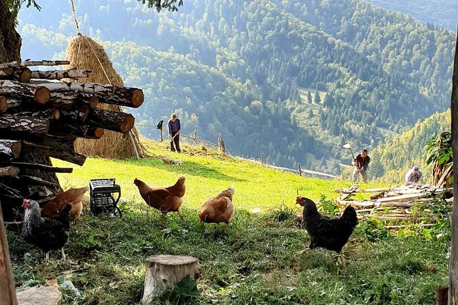 4x4 Driving Experience at Flying Altitudes - 7 Days - Day 5: Transalpina, the Devil’s Pathway vibe, and Marginimea Sibiului food