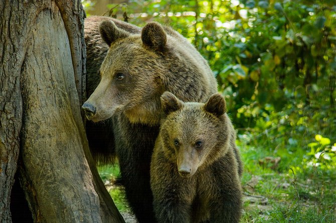 Bear Sanctuary and Dracula's Castle, 1-day Private Tour - Why this Bucharest to Transylvania day works (and who it fits)