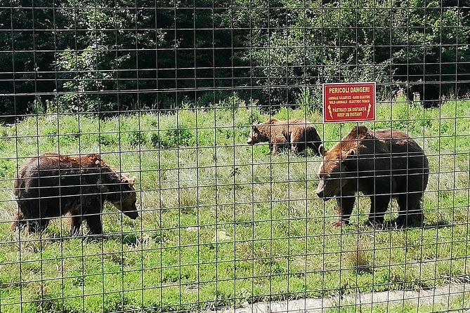 Bear Sanctuary and Dracula's Castle, 1-day Private Tour - Brasov and extra stops: what may happen on your return drive