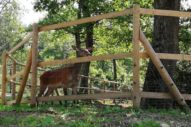 Bear Sanctuary and Dracula's Castle, 1-day Private Tour - What you should wear and bring (so the day feels easy)