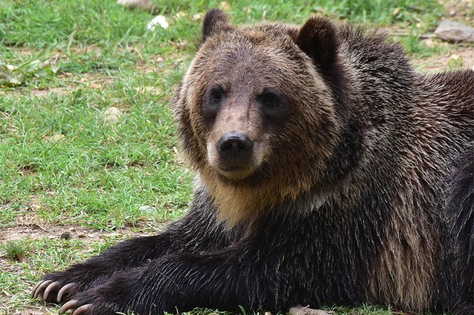 Bear Sanctuary and Dracula's Castle, 1-day Private Tour - 6:30 am pickup and the road to Zărnești