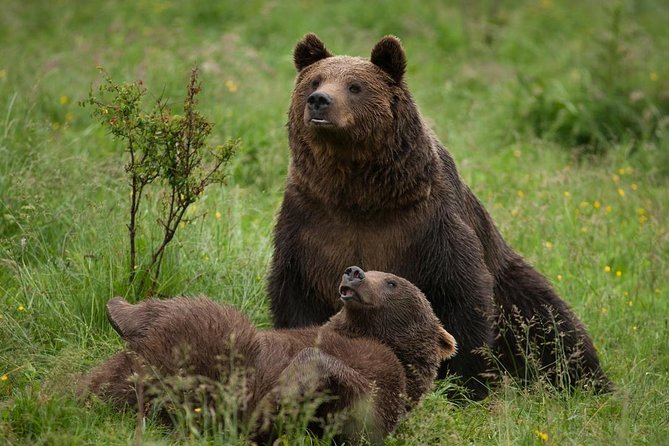 Bear Sanctuary & Rasnov Fortress - Private day tour from Bucharest - Pickup at 7:30 and the private guide setup that actually matters