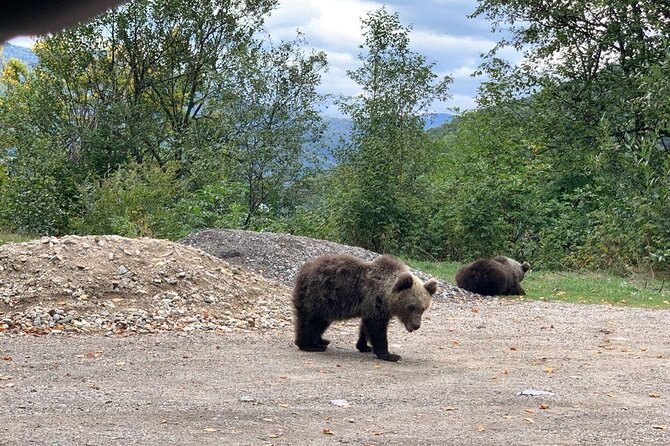 Bear Sanctuary & Rasnov Fortress - Private day tour from Bucharest - Rasnov Citadel: fortress defenses and panoramic views in 90 minutes