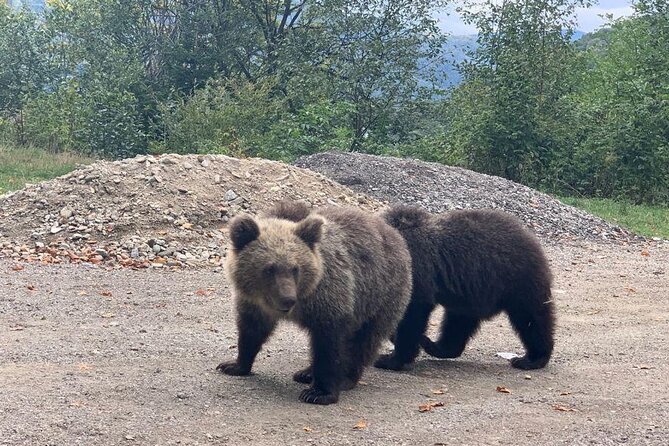 Bear Sanctuary & Rasnov Fortress - Private day tour from Bucharest - The drive from Bucharest: plan for a long day, and use the breaks