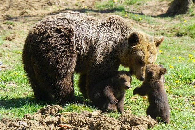 Bear Sanctuary & Rasnov Fortress - Private day tour from Bucharest - Lunch is on you, so choose something strategic