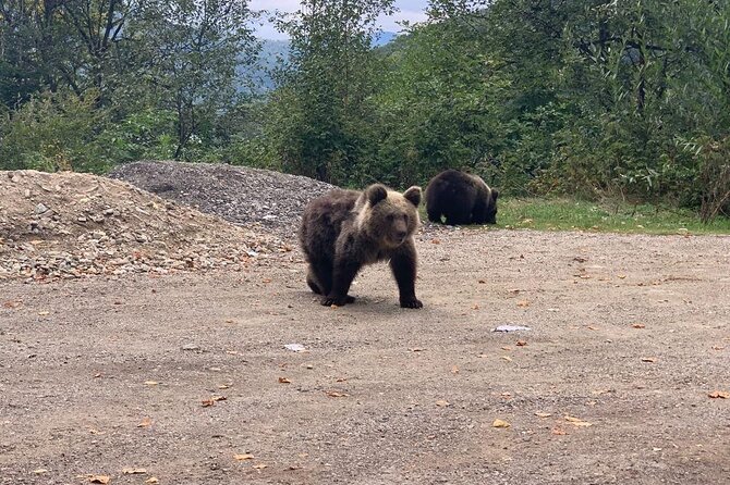 Bear Sanctuary & Rasnov Fortress - Private day tour from Bucharest - Price and value: is $184.62 per person fair for this private day?