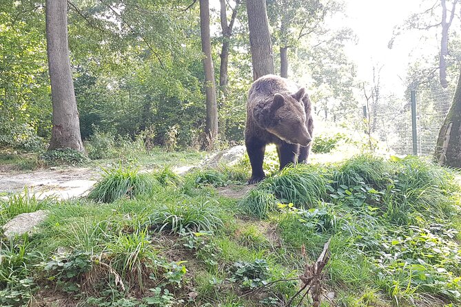 Bears Sanctuary, Dracula Castle and Brasov City - Full Day Trip from Bucharest - A full-day Romania route that’s easy to manage