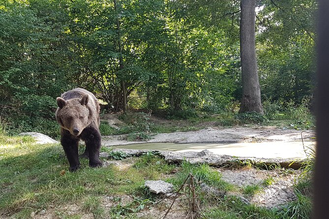 Bears Sanctuary, Dracula Castle and Brasov City - Full Day Trip from Bucharest - Price and value, what your money really covers