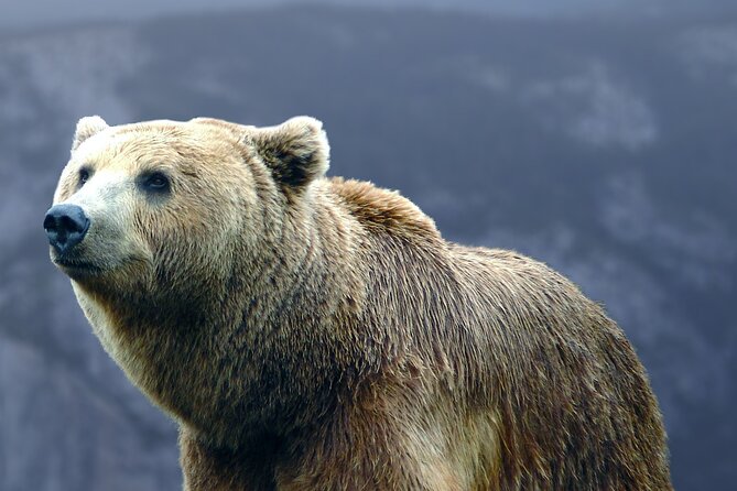 Bears Sanctuary, Dracula's Castle, Brasov Day Trip Private Tour from Bucharest - Bucharest Pickup That Sets the Pace for the Whole Day
