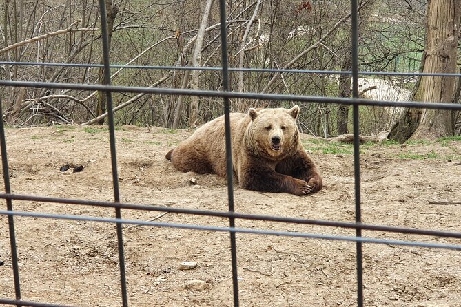 Bears Sanctuary, Dracula's Castle, Brasov Day Trip Private Tour from Bucharest - Brasov Historical Center in 2 Hours, Enough Time to Enjoy Without Rushing