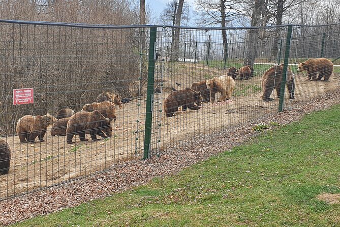 Bears Sanctuary, Dracula's Castle, Brasov Day Trip Private Tour from Bucharest - What You Pay, What You Still Need, and Where the Value Comes From