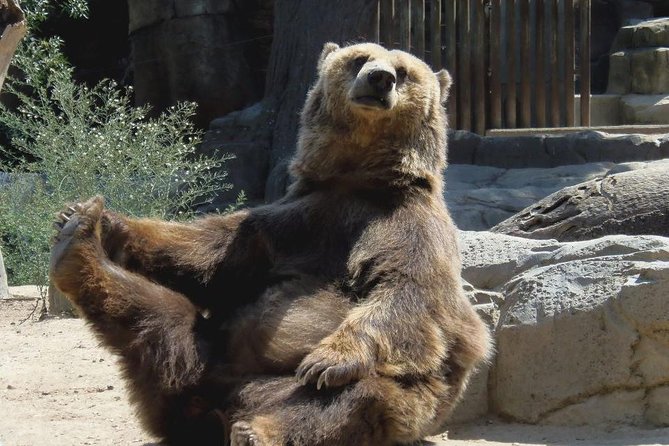 Bears Sanctuary, Dracula's Castle, Brasov Day Trip Private Tour from Bucharest - Libearty Bear Sanctuary Zarnesti, Close Viewing With a Conservation Message