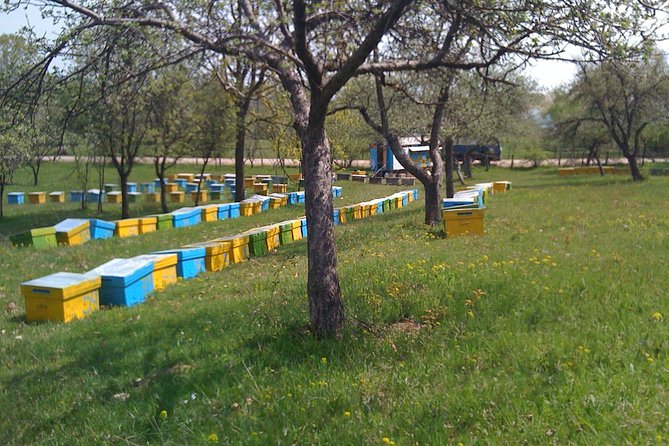 Bees Adventure in Romania - Private Day Trip from Bucharest - Inside the Apiary With Nicolas and His Father