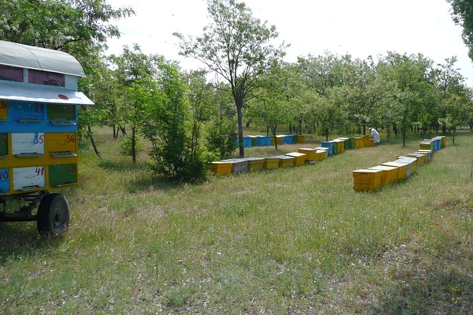 Bees Adventure in Romania - Private Day Trip from Bucharest - Price and Value: Is $289.40 Per Person Worth It?