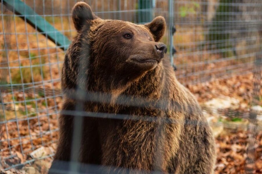 Bucharest: Bran Castle and Bear Sanctuary Small-Group Tour - Key things I’d plan around