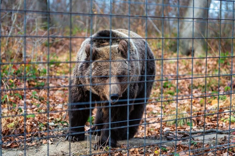 Bucharest: Bran Castle and Bear Sanctuary Small-Group Tour - Comfort and logistics: the “feel-good” parts you only notice later