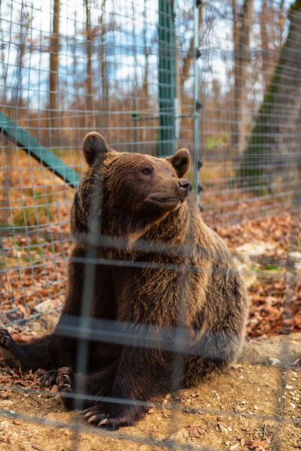 Bucharest: Bran Castle and Bear Sanctuary Small-Group Tour - Should you book this Bran Castle and Bear Sanctuary tour?