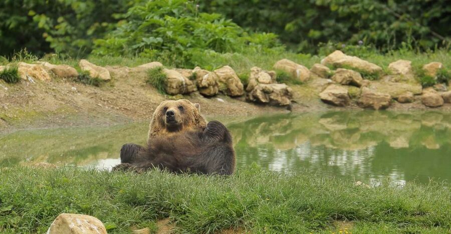 Bucharest: Day Trip to Bear Sanctuary, Bran Castle & Brasov - Small Group Comfort: Why Up to 15 People Matters