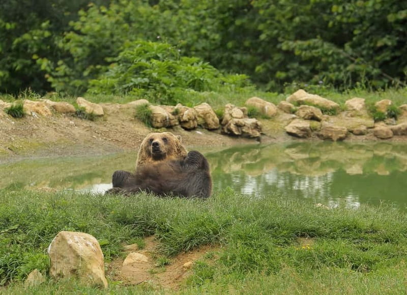 Bucharest: Day Trip to Bear Sanctuary, Bran Castle & Brasov - Zărnești Bear Sanctuary: What You Will See, and How to Keep It Respectful