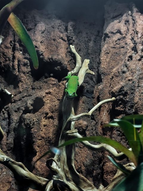 Bucharest: Reptiland Bucharest Entry Ticket - Mini Ecosystems and Automated Terrariums, the Practical Way to Learn