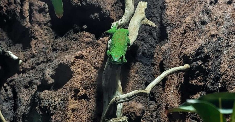 Bucharest: Reptiland Bucharest Entry Ticket - Should You Book Reptiland Bucharest? My Call