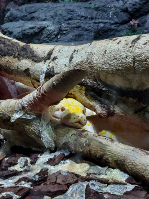 Bucharest: Reptiland Bucharest Entry Ticket - Your Self-Guided Route Through Over 40 Reptile Species