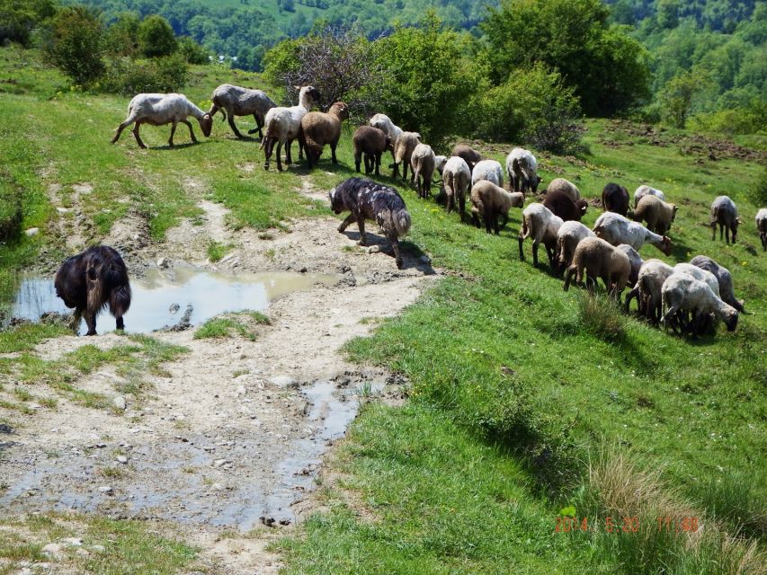 Bucharest: Slanic Salt Mine & Carpathian Mountains Day Tour - Key points worth knowing before you go