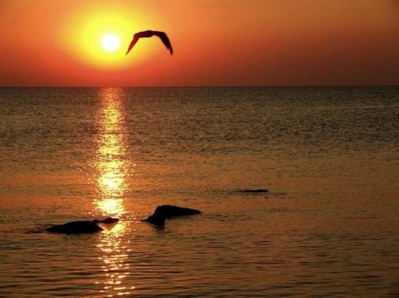 Constanta: Full Day Tour from Bucharest to the Black Sea - Heading From Bucharest Toward the Black Sea