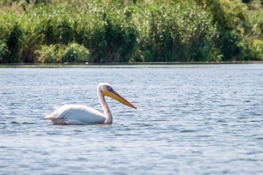 Danube Delta - 2-Day Tour from Bucharest - Key highlights you’ll care about