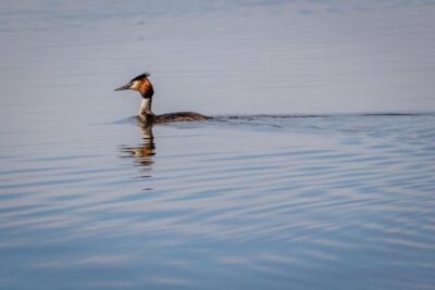 Danube Delta – 2-Day Tour from Bucharest