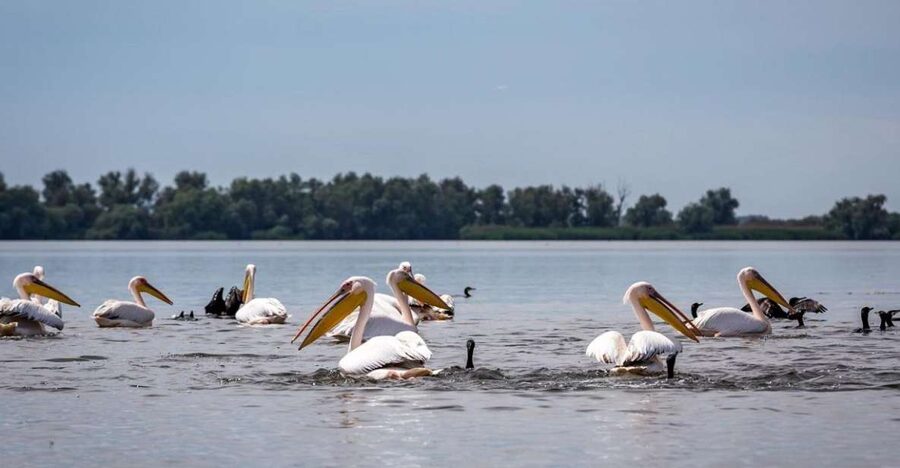 Danube Delta - 2-Day Tour from Bucharest - Guides can change the whole feel, and the names matter