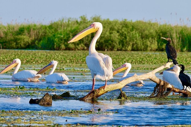 Danube Delta and Black See - 2 Days Private Tour from Bucharest - Carol I Mosque in Ovid Square: a surprising start