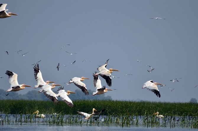 Danube Delta and Black See - 2 Days Private Tour from Bucharest - Constanta’s Faleza Cazino: old seaside glamour in a short window