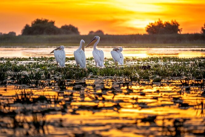Danube Delta and Black See - 2 Days Private Tour from Bucharest - Danube Delta boat trip for 6 hours: pelicans and the slow magic of water