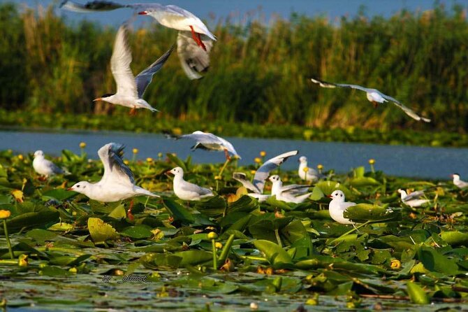 Danube Delta and Black See - 2 Days Private Tour from Bucharest - Mamaia Beach for 4 hours: what you should do with the time