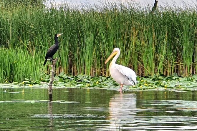 Danube Delta - Private Tour with Boat Trip & Traditional Lunch - The boat cruise is the heart of the day, and it is not included