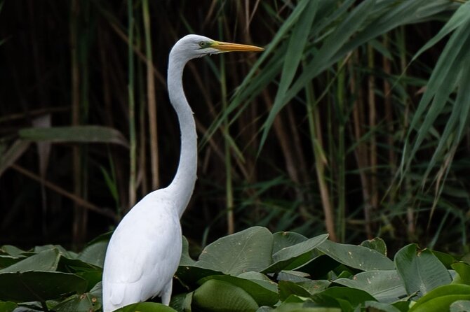 Danube Delta - Private Tour with Boat Trip & Traditional Lunch - Wildlife viewing: what you can expect, and why birding varies