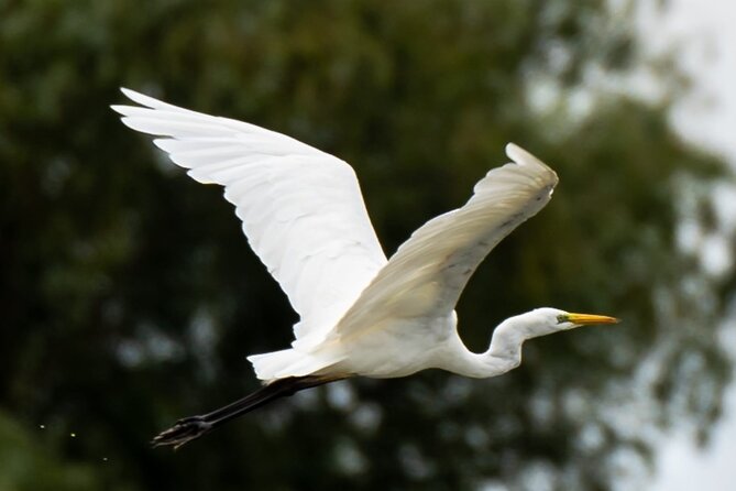 Danube Delta - Private Tour with Boat Trip & Traditional Lunch - Traditional lunch in the delta: authentic, filling, and sometimes fish-bone intensive