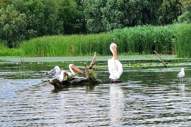 Danube Delta - Private Tour with Boat Trip & Traditional Lunch - Your private guide and driver: what really makes it worth it
