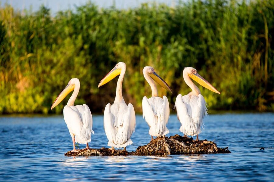 From Bucharest: Day Trip to Danube Delta - Bucharest pickup and the van ride you will be doing either way