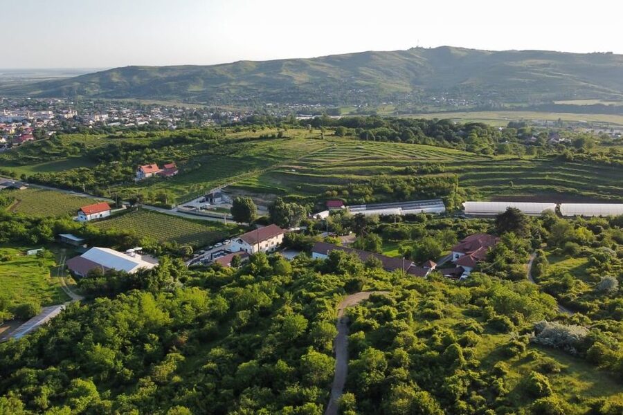 From Bucharest: Exclusive Dealu Mare Wine Tasting Tour - Dealu Mare From Bucharest, a 10-Hour Wine Day That Actually Feels Local