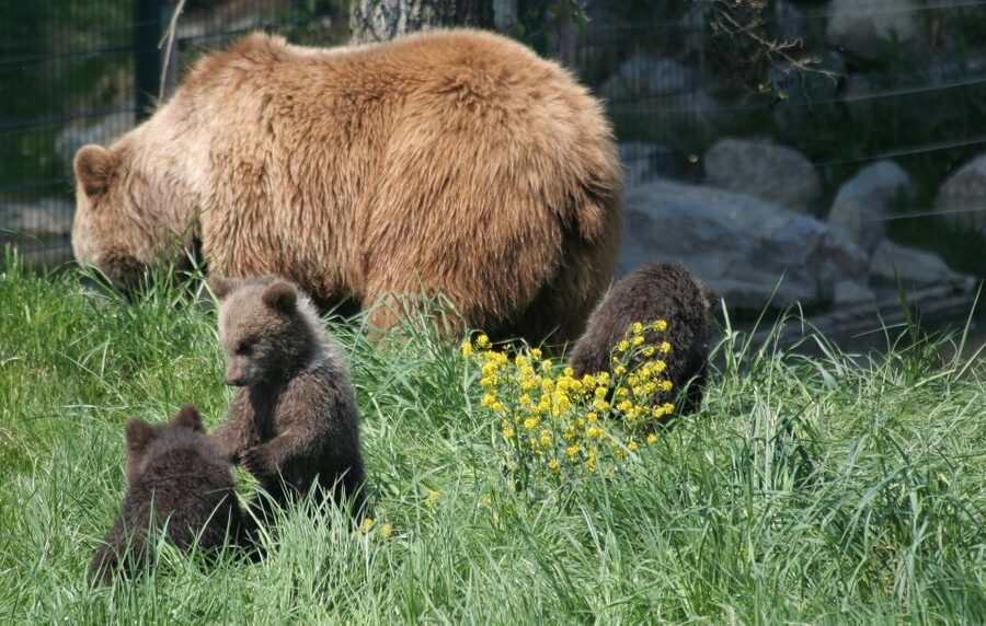 From Bucharest: Libearty Bear Sanctuary and Dracula's Castle - A 10-hour Transylvania loop that actually saves time