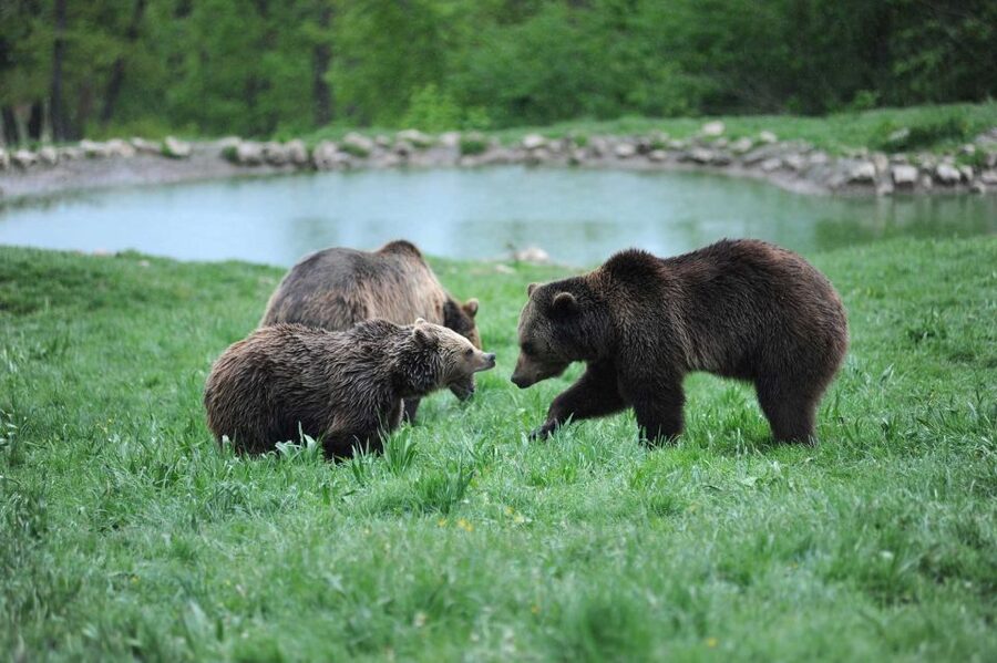 From Bucharest: Libearty Bear Sanctuary and Dracula's Castle - How the timing works at Bran, and where your free time helps