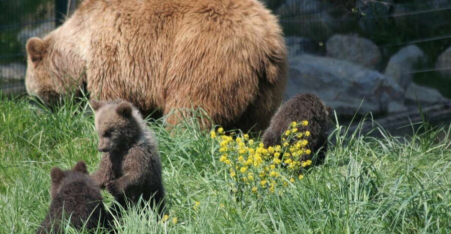 From Bucharest: Libearty Bear Sanctuary and Dracula's Castle - Food stops and regional snacks that keep the day from dragging