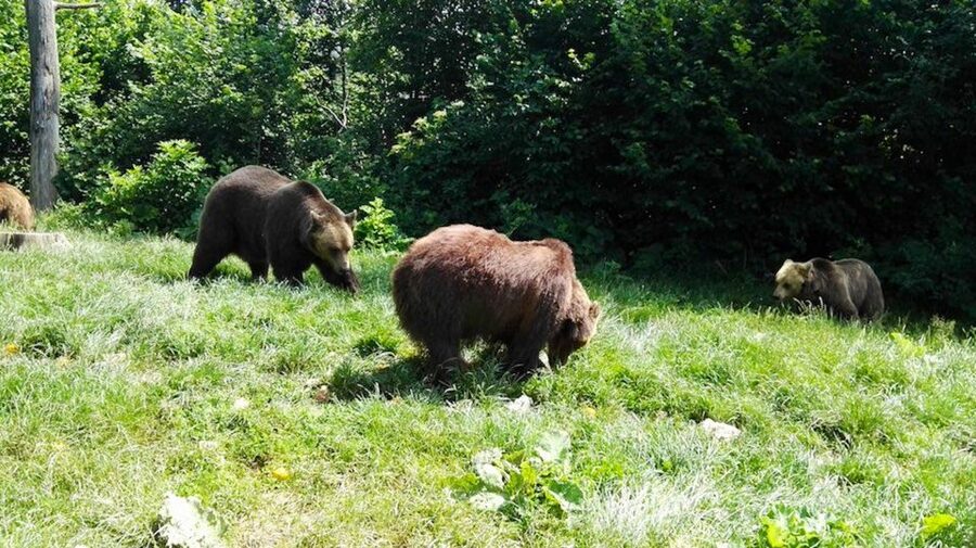 From Bucharest: Libearty Bear Sanctuary and Dracula's Castle - The Carpathian drive, and why the guide matters before you arrive