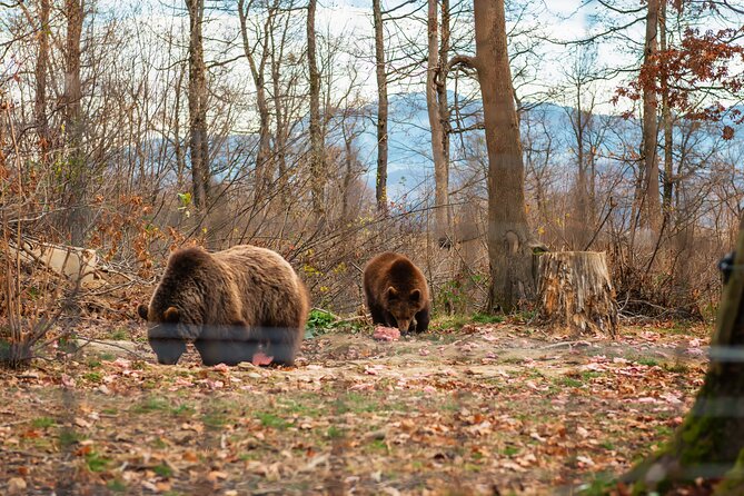 Legends&Wildlife Awaits: Dracula's Castle & Bear Sanctuary - Bran Castle: Dracula’s Castle Meets Narrow Stairs and Old Legends