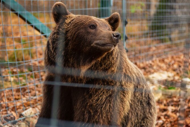 Legends&Wildlife Awaits: Dracula's Castle & Bear Sanctuary - Timing and Pacing: How to Use Your Day Efficiently