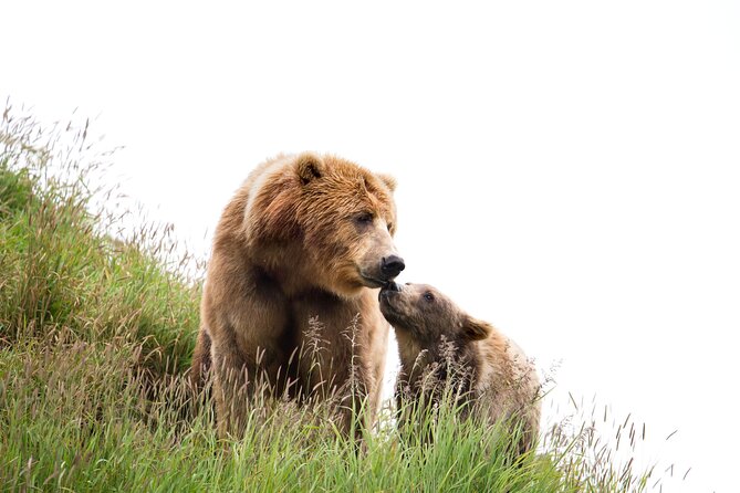 Libearty Bear Sanctuary and Dracula's Castle - Day Tour from Bucharest - Two big stops, one long day from Bucharest